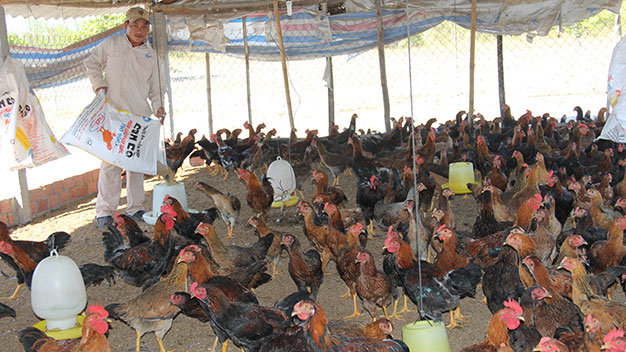 Chuồng gà quá lứa chưa xuất bán được của trang trại gà Mười Tín do thông tin dịch cúm A/H5N6 ở phía Bắc những ngày qua - Ảnh: Trường Trung