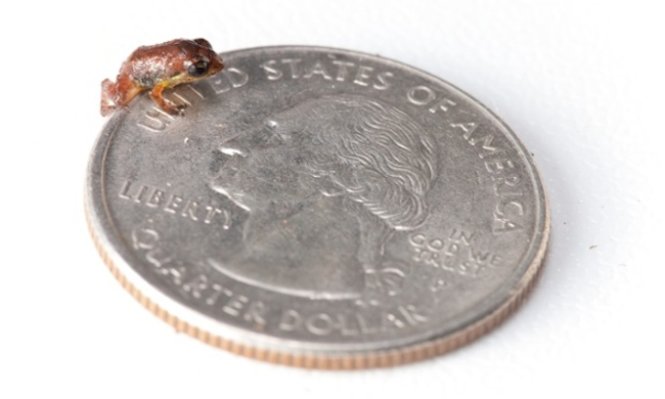 Một trong những loài ếch nhỏ nhất thế giới, ếch Macaya được nhìn thấy lần cuối vào năm 1991 ở miền Tây Nam Haiti. Sau hơn hai thập kỷ vắng bóng, nó lần nữa được phát hiện bởi Moore và đội ông - Ảnh: Guardian