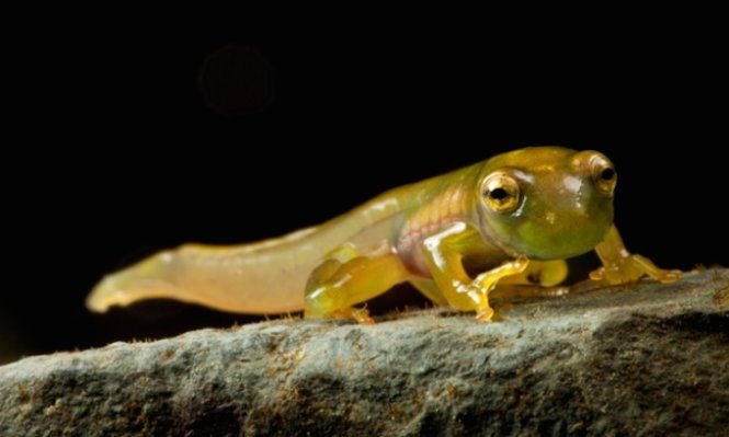 Loài ếch gương lục, biến hình có tên khoa học là Espadarana prosoblepon được tìm thấy tại khu rừng Chocó, Colombia - Ảnh: Guardian