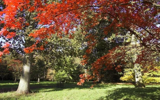 Nếu thích không khí gia đình, ấm cúng trong dịp thu về, bạn nên ghé thăm khu vườn quốc gia tại Westonbirt Arboretum, Anh Quốc với nhiều loại cây quý hiếm: sơn thù du, cây thích, thanh lương trà, thiết mộc - Ảnh: Telegraph