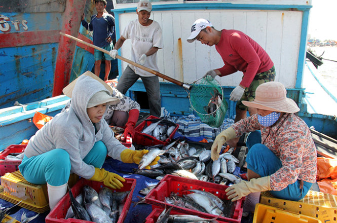 Trong khi nhiều ngư dân thua lỗ sau các chuyến biển do giá cá quá thấp, người tiêu dùng phải mua cá với giá cao - Ảnh: Trường Trung