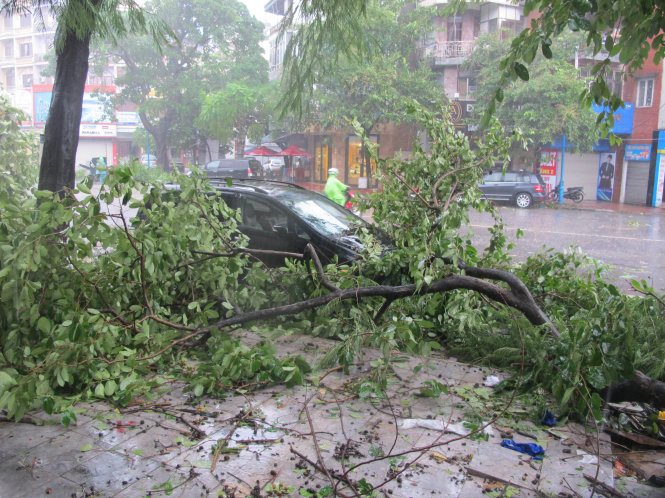 Một chiếc ô tô bị cây đổ đè lên tại TP Hạ Long - Ảnh: Thân Hoàng