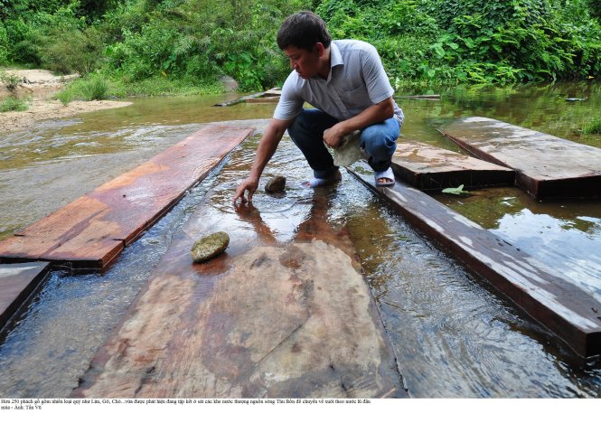 Hơn 250 phách gồm nhiều loại gỗ quý như lim, gõ, chò... vừa được phát hiện đang tập kết ở sát các khe nước thượng nguồn sông Thu Bồn để chuyển về xuôi theo nước lũ đầu mùa - Ảnh: Tấn Vũ