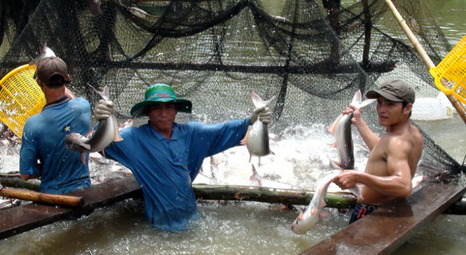 Ngành nuôi trồng thủy sản ở ĐBSCL sẽ bị đe dọa nghiêm trọng khi hàng loạt đập thủy điện được xây dựng ở thượng nguồn sông Mekong - Ảnh: Đ.Vịnh