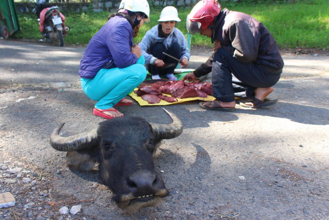 Đầu trâu được đặt lăn lóc giữa phố trên đường Trần Hưng Đạo, cạnh khu vực Dinh 2, P.10, TP. Đà Lạt sáng 23-9 - Ảnh: C.THÀNH