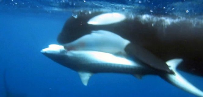Cá voi sát thủ tấn công cá mập hổ - Ảnh chụp từ clip