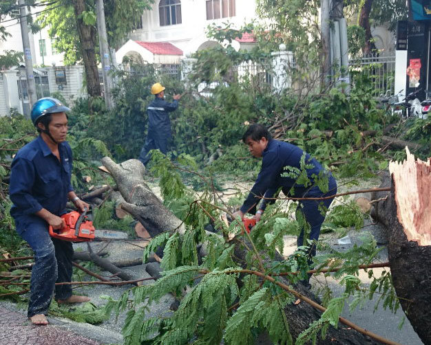 Hiện trường cây xanh bật gốc trên đường Nguyễn Bỉnh Khiêm (P.Đa Kao, Q.1) khiến một phụ nữ tử vong - Ảnh: Ngọc Khải