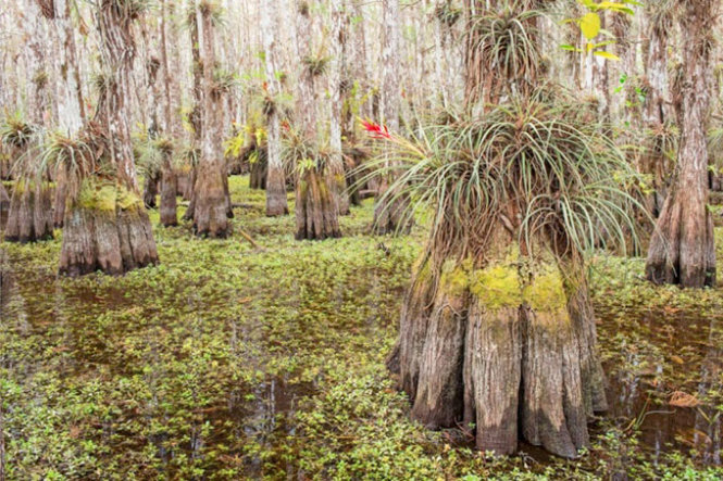 Đầm lầy bách trụi lá ở Florida - Ảnh: Guardian