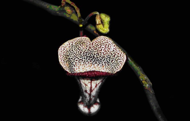 Hoa của loài Aristolochia xuanlienensis, thuộc họ Nam mộc hương mới được phát hiện trên thế giới, tại Khu BTTN Xuân Liên- Ảnh khu bảo tồn này cung cấp