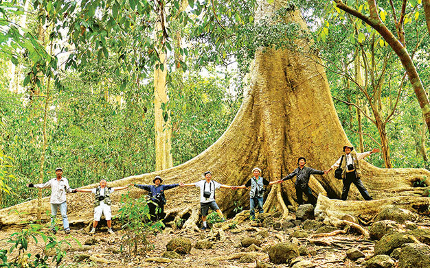Chung tay giữ rừng: cây tùng cổ thụ biểu tượng tại rừng quốc gia Nam Cát Tiên. Tôi chụp ảnh này trong một chuyến khám phá động thực vật phong phú của rừng Nam Trung bộ - Ảnh: Trương Bá Thanh