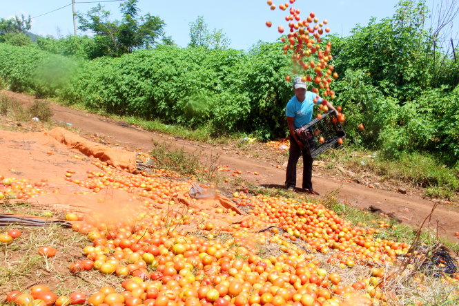 Anh K’ Thiên (33 tuổi, ngụ thôn 2, xã Đạ Ròn, huyện Đơn Dương) đổ bỏ hơn 3 tạ cà chua chín mọng ra lề đường vì không có ai hỏi mua - Ảnh: C.Thành