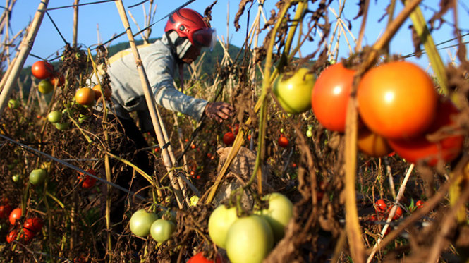 Người dân hái cà chua ở những vườn cà chua chủ vườn bỏ không do không có ai mua tại thôn Suối Thông A, xã Tu Tra huyện Đơn Dương - Ảnh: C.Thành