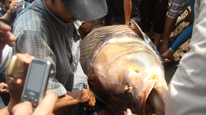 Ngư dân đem con cá “khủng” lên kiểm tra trọng lượng - Ảnh: Hải Hiếu