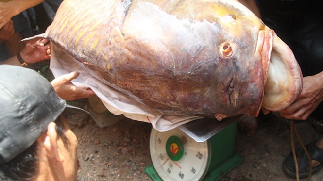 Người dân dùng hai cái cân để kiểm tra trọng lượng con ca hô nặng 128kg bắt được trên sông Đồng Nai - Ảnh: Hải Hiếu