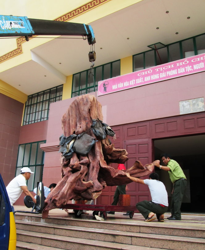 Gốc sưa trị giá 17 tỉ đồng được đưa vào Bảo tàng tổng hợp Quảng Bình