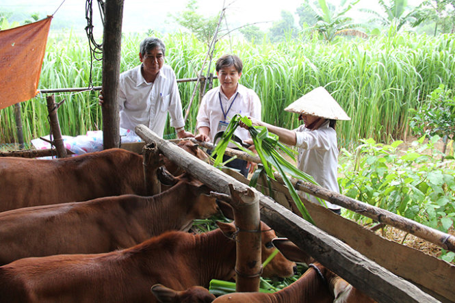 Anh Trần Đình Vũ (giữa) hướng dẫn bà con H’Rê quy trình nuôi bò - Ảnh: Trần Mai