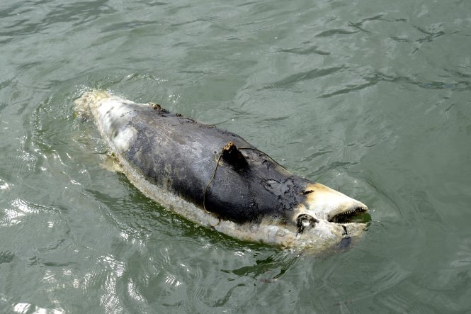 Hình ảnh xác con Dugong chụp lúc  9g40 ngày 23-10-2014 – tại Khu bảo tồn Cỏ Biển (Phú Quốc, Kiên Giang). 