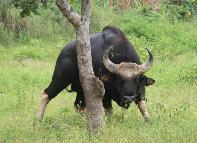 Một con bò tót tại Vườn quốc gia Phước Bình (Ninh Thuận) lo sợ trước ống kính máy ảnh - Ảnh: Viễn Sự