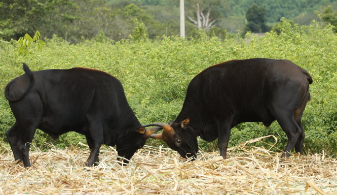 Bò tót lai ở trại bò Vườn quốc gia Phước Bình - Ảnh: Viễn Sự