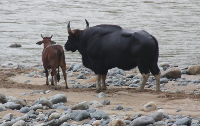 Bò tót “hẹn hò” với bò nhà năm 2010 bên bờ suối Tô Hạp, khởi đầu cho câu chuyện thú vị về bầy bò tót lai ở Phước Bình - Ảnh: Viễn Sự
