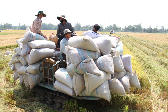 Thu hoạch lúa hè thu ở Giồng Riềng, Kiên Giang - Ảnh: Hữu Khoa