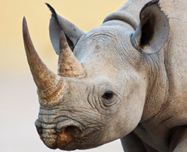 Tê giác bị tận diệt để lấy sừng - Ảnh: rhinoconservation.org