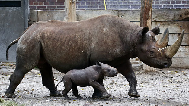 Tê giác châu Phi bị săn bắn vô tội vạ vì nhu cầu sừng tê ở châu Á - Ảnh: Reuters