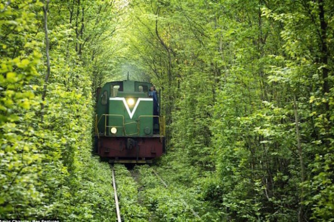 Tuyến đường tình yêu ở Kleven, Ukraine với cây xanh um tùm bao phủ - Ảnh: inhabitat