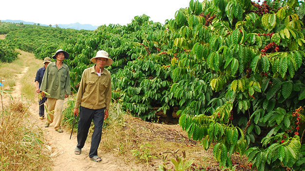 Những chủ vườn cà phê ở Đắk Hà tự tổ chức tuần tra, canh gác bảo vệ cà phê trước mùa thu hoạch - Ảnh: B.D.