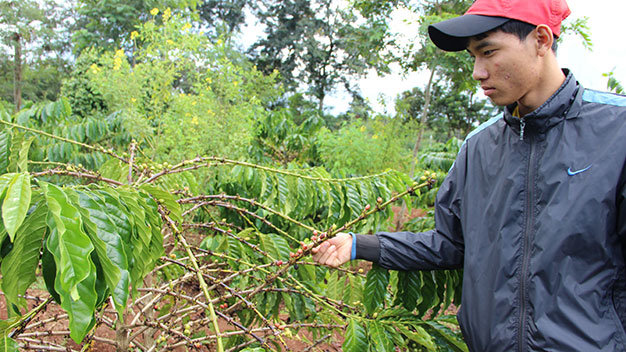Chỉ sau một đêm, hàng chục gốc cà phê trĩu quả tại rẫy của ông Nguyễn Văn Ngọ ở xã Ea Kpam, huyện Cư M’Gar, Đắk Lắk bị vặt trụi - Ảnh: B.D.