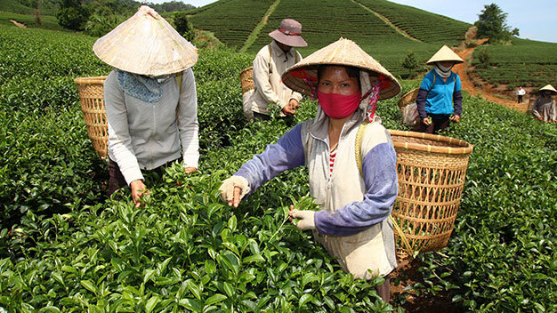 Thu hoạch chè Oolong tại huyện Bảo Lâm, tỉnh Lâm Đồng - Ảnh: Mai Vinh