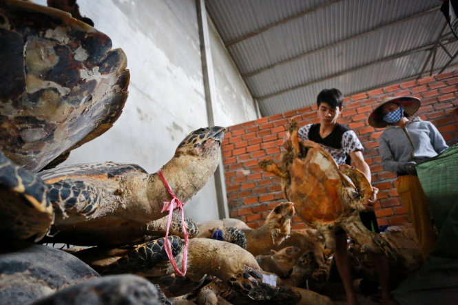 Khoảng 4,4 tấn xác rùa biển được phát hiện. ở các nhà kho này, xác rùa biển ngổn ngang - Ảnh: Tiến Thành