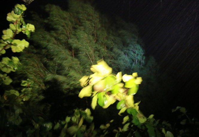 Gió giật mạnh từ 22g tại thị xã Sông Cầu, tỉnh Phú Yên - Ảnh: Tiến Thành