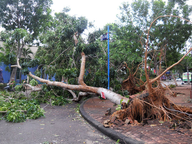 Hàng loạt cây xanh tại ngã tư Lê Duẩn - Trần Thị Kỷ bị ngã, gây ách tắc giao thông.