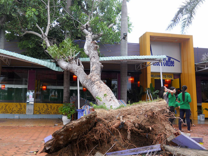 Cây xanh ngã đè lên quán cà phê Areca tại ngã tư Lê Duẩn - Trần Thị Kỷ.