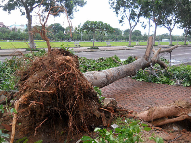 Cây xanh cổ thụ trên đường Lê Duẩn, phía trước Ngân hàng Nông nghiệp và Phát triển nông thôn Việt Nam Chi nhánh Bình Định bị bão quật tróc gốc.