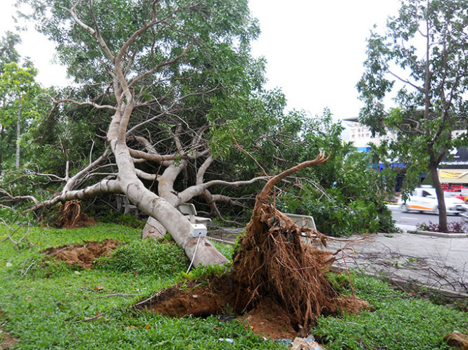 Hàng loạt cây xanh cổ thụ trong công viên đường Nguyễn Tất Thành bị ngã.
