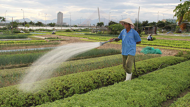 Mảnh đất bỏ hoang của một dự án ở phường Mỹ An (quận Ngũ Hành Sơn, TP Đà Nẵng) đã trở thành “cần câu cơm” của cả trăm gia đình - Ảnh: Trường Trung