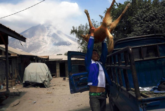 Một thanh niên nâng chú chó lên xe tải đi sơ tán khi núi lửa phun tro bụi xuống làng Pintu Besi, huyện Karo, tỉnh Bắc Sumatra, Indonesia hôm 5-2-2014 - Ảnh: BEAWIHARTA-REUTERS