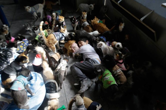 Khoảnh khắc yêu thương loài vật - bà Maria Torero và con trai (ảnh) đã biến ngôi nhà mình thành một mái ấm mới khi sống cùng và chăm sóc 175 con mèo bị mắc chứng bệnh bạch cầu tại thủ đô Lima, Peru hôm 15-8-2014 - Ảnh: MARTIN MEJIA-AP