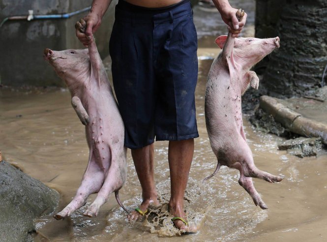 Người dân mang heo con trở về nhà sau khi tránh bão Kalmaegi và nước lũ dâng cao vùng ngoại ô San Mateo, tỉnh Rizal, Philippines hôm 15-9-2014 - Ảnh: AARON FAVILA-AP