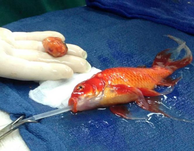 Chú cá vàng 10 năm tuổi được phẫu thuật khối u trên đầu tại bệnh viện thú y Lort Smith ở thành phố Melbourne, Úc hôm 11-9-2014 - Ảnh: HANDOUT-REUTERS