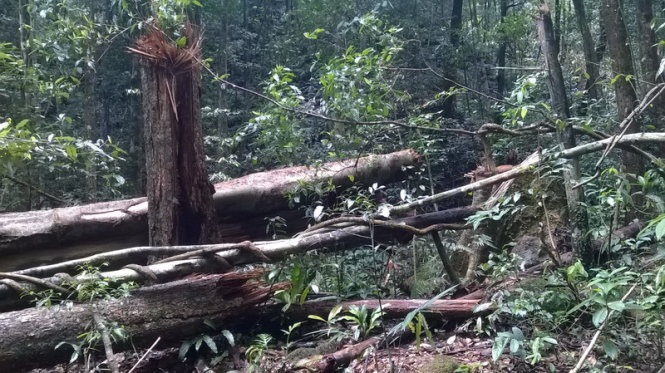 Nhiều cây dổi tại Vườn quốc gia Chư Yang Sin (Krông Bông, Đắk Lắk) bị đốn hạ