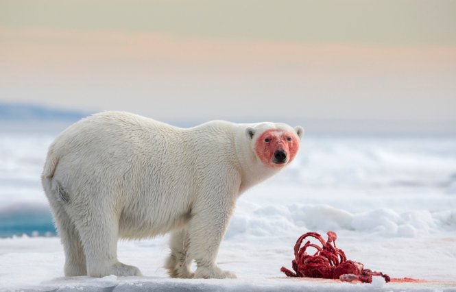 Gấu Bắc cực sau khi ăn hải cẩu tại quần đảo Svalbard, Na Uy đoạt giải nhất hạng mục “Hoang dã và sự rung cảm” của nhiếp ảnh gia người Úc Joshua Holko
