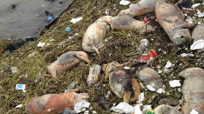 Khoảng 10.000 con heo bệnh chết bị thả trôi trên sông Hoàng Phố, Thượng Hải năm 2013 - Ảnh: AFP