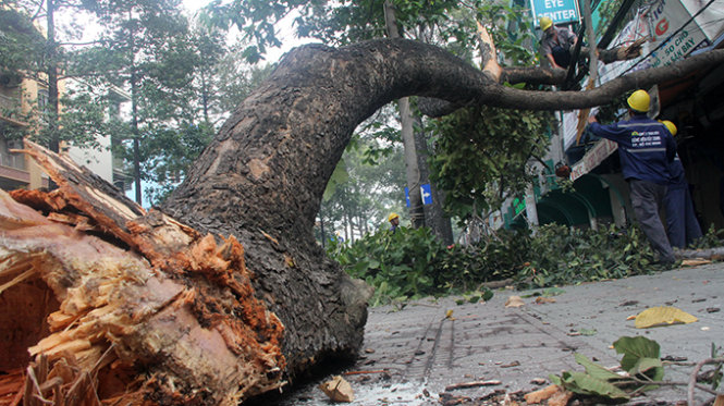 Một nhánh cây có đường kính khoảng 45cm bị tét rơi xuống lề đường khiến nhiều người chạy tán loạn - Ảnh Quang Khải