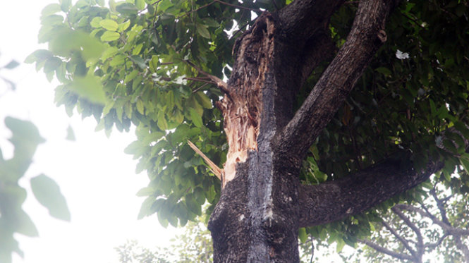 Nhánh cây lớn rơi từ độ cao khoảng 12m xuống đất - Ảnh : Đại Việt