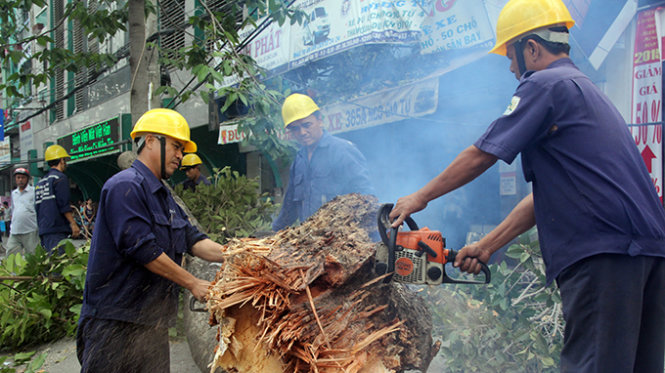 Công nhân công ty cây xanh đang xử lý nhánh cây bị rớt xuống mặt đường - Ảnh Quang Khải