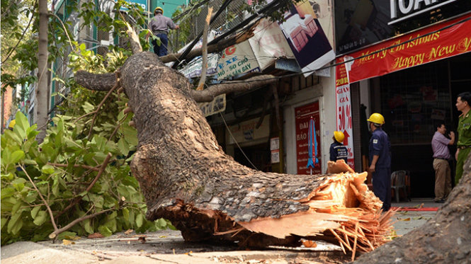 Nhánh cây “khổng lồ” rơi xuống đường khiến hai người bị thương - Ảnh : Đại Việt