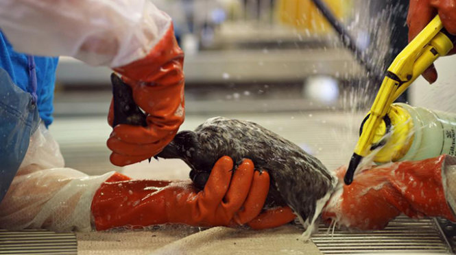 Các bác sĩ thú y tại Tổ chức Cứu hộ chim quốc tế (Mỹ) đang làm sạch cơ thể chim - Ảnh: Reuters